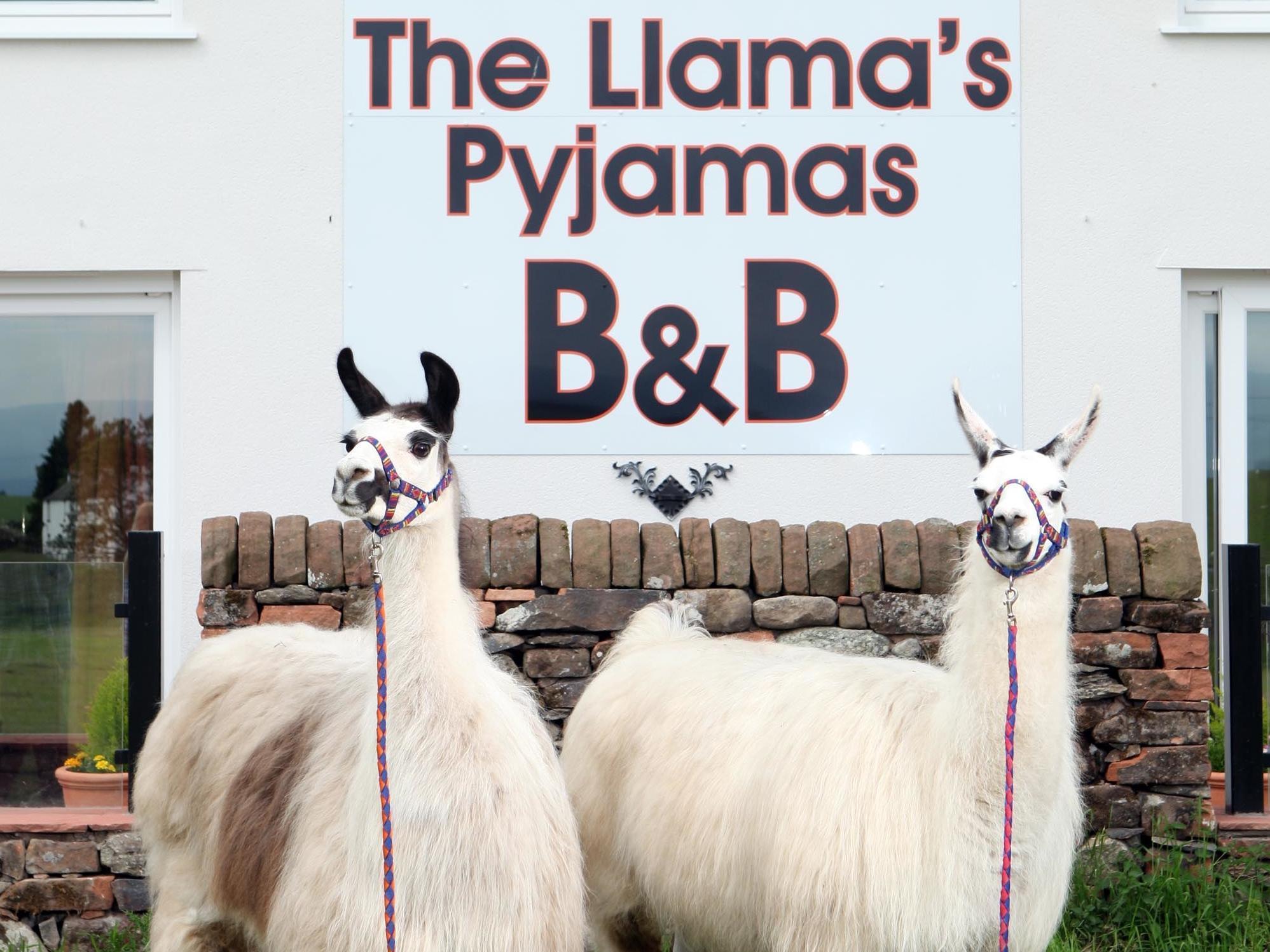 Llamas Pyjamas Frühstückspension Penrith