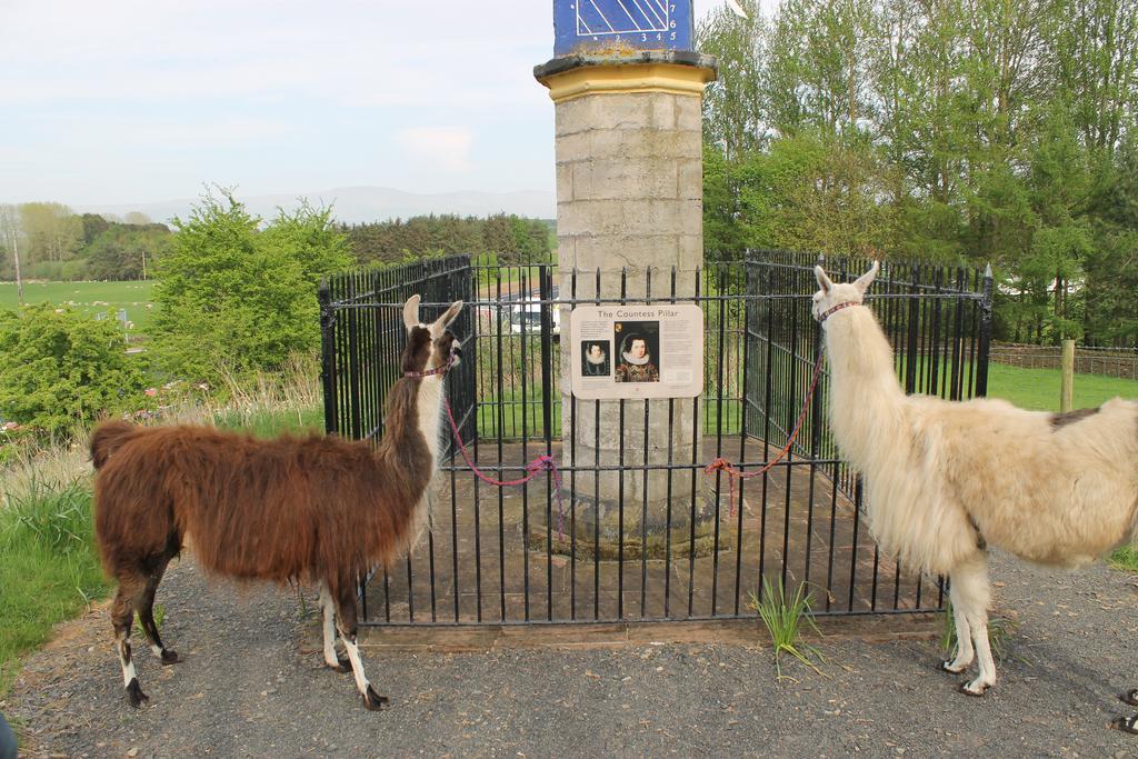 Frühstückspension Llamas Pyjamas Penrith